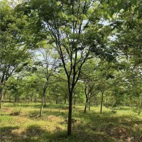 榉树