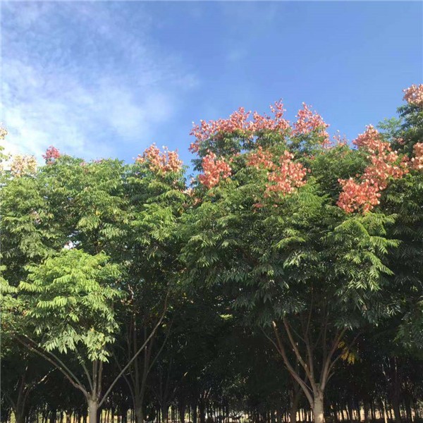 栾树