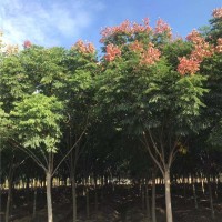 栾树