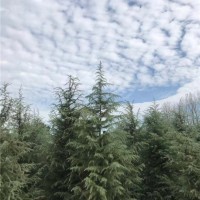 雪松