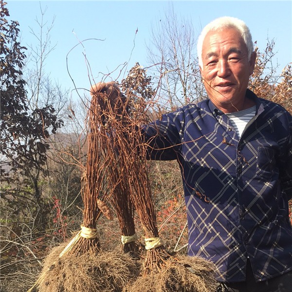 五味子苗