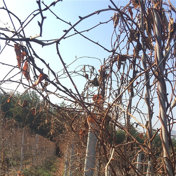 五味子苗