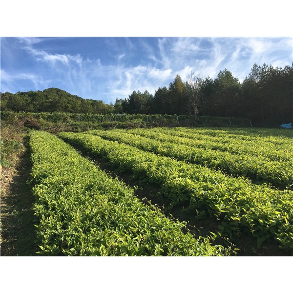 五味子苗供应基地