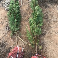 侧柏1.5米土球苗