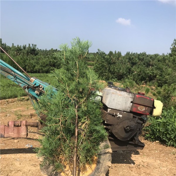 侧柏1.8米土球苗