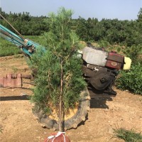 侧柏1.8米土球苗