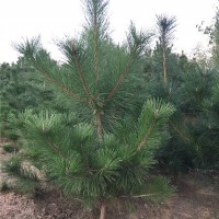 1.5米黑松