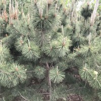 2.5米黑松