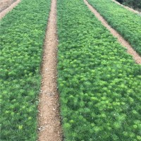 黑松袋苗5-60公分高
