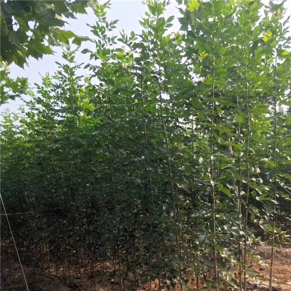 速生白蜡小苗