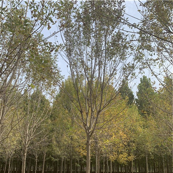 两年冠白蜡