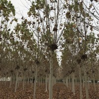 12～15公分法桐两年冠