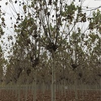 12～15公分法桐两年冠