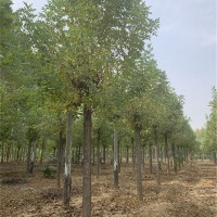 一年冠白蜡