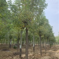 一年冠白蜡