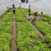 容器育苗基地