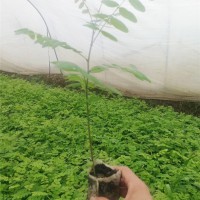 容器育苗基地