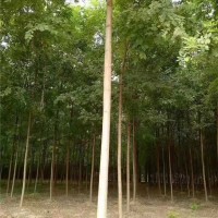 刺槐二年苗