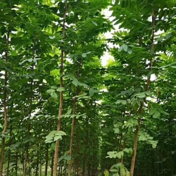 秋季一年苗