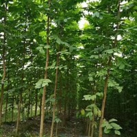 秋季一年苗