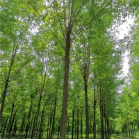 苗圃大树