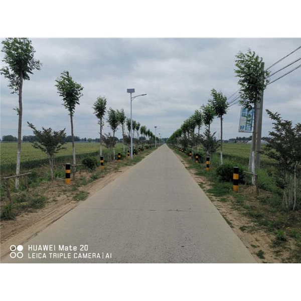 道路绿化