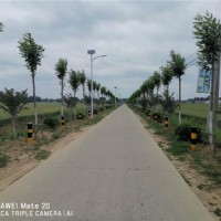 道路绿化