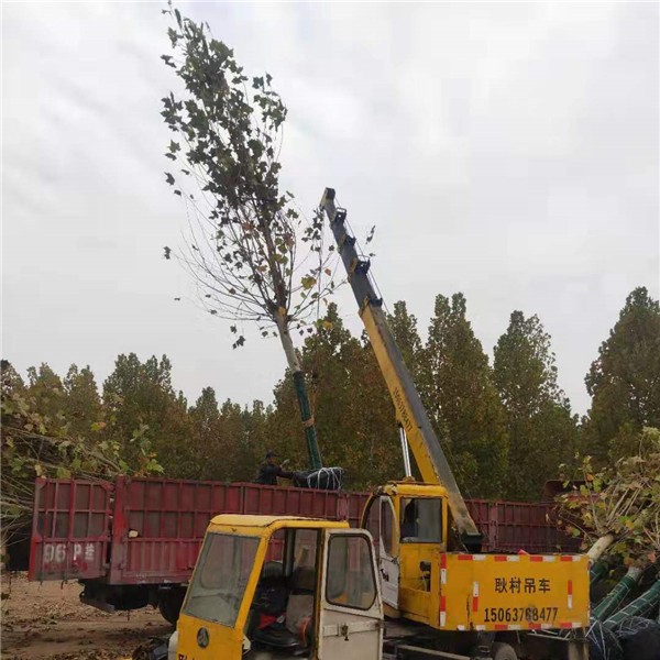 法桐装车