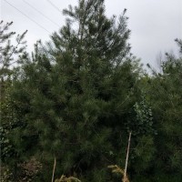 白皮松