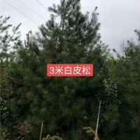 3米白皮松
