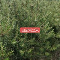 2米白皮松