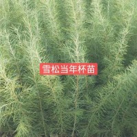 雪松当年杯苗