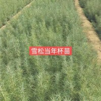 雪松当年杯苗