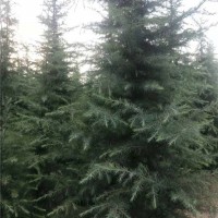 雪松