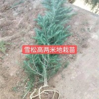 雪松高两米地栽苗
