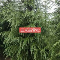 五米高雪松