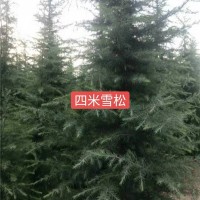 四米雪松