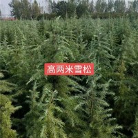 高两米雪松