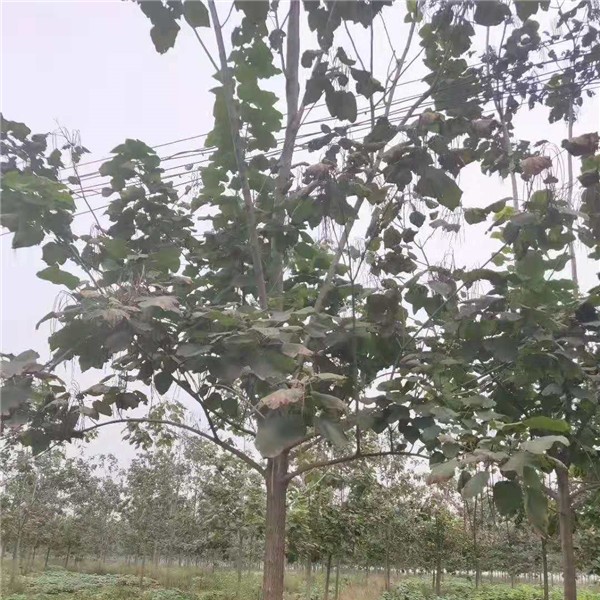 梓树