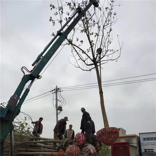 楸树装车