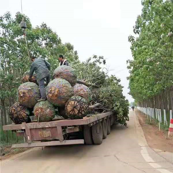 楸树装车