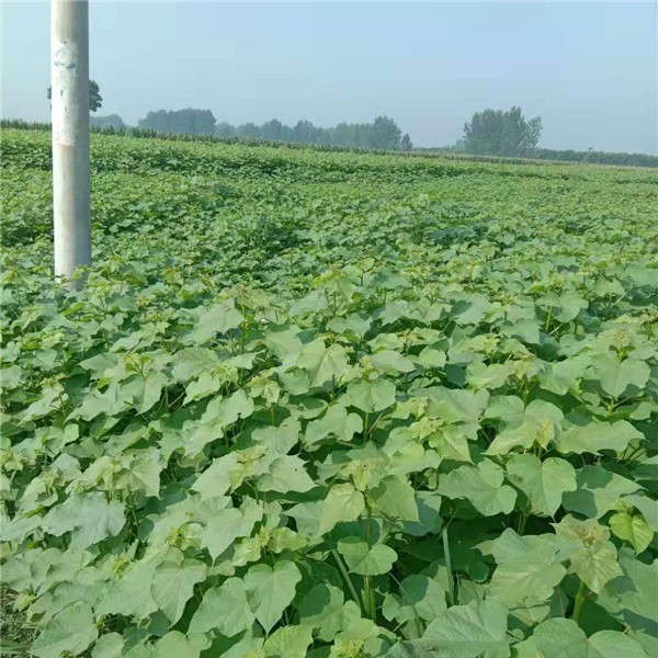 梓树小苗