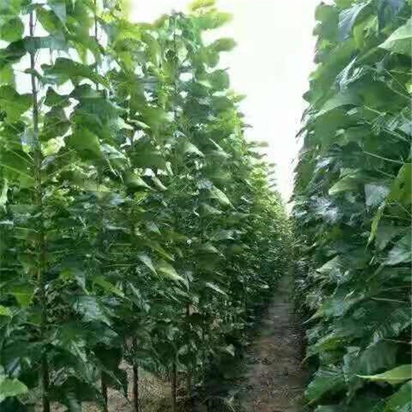 楸树当年苗