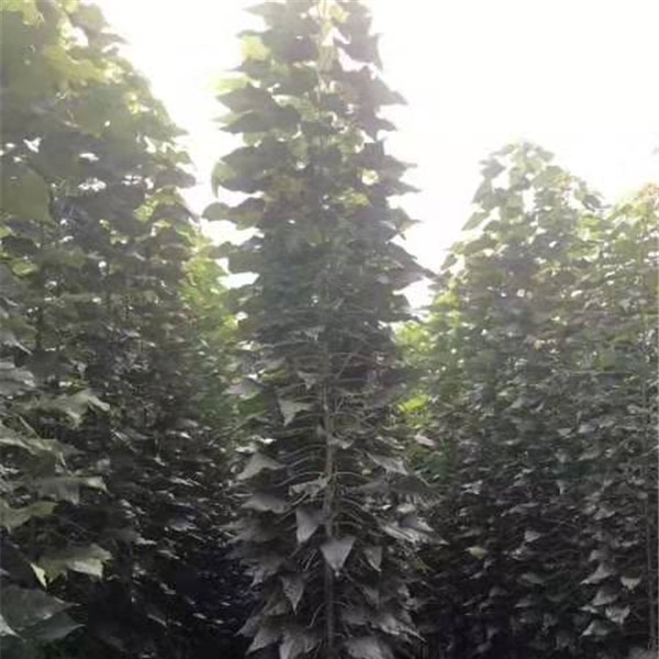 楸树当年苗