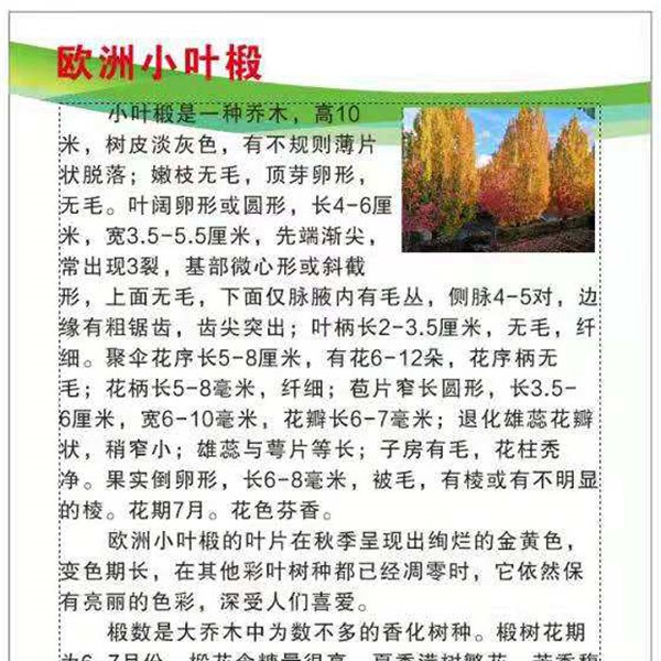 欧洲小叶椴