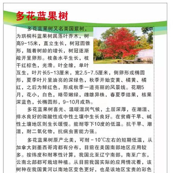 多花篮果树