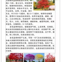 多花篮果树