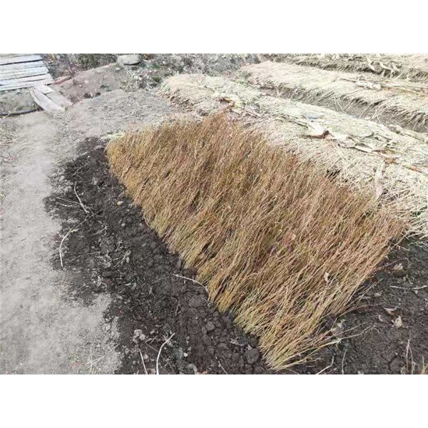 美国红枫小苗