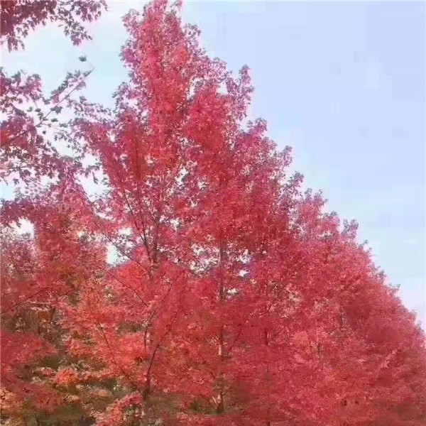 秋季美国红枫