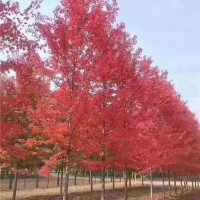 秋季美国红枫